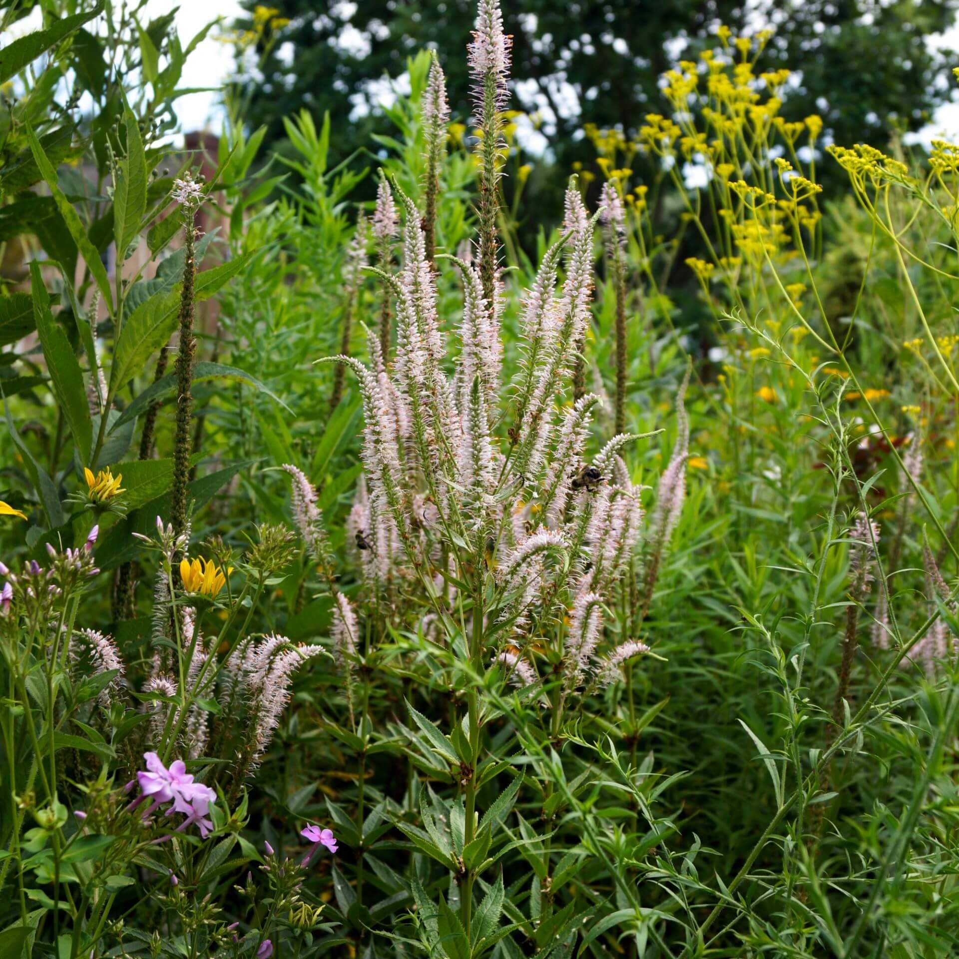 Kandelaber-Ehrenpreis 'Erika' (Veronicastrum virginicum 'Erika')