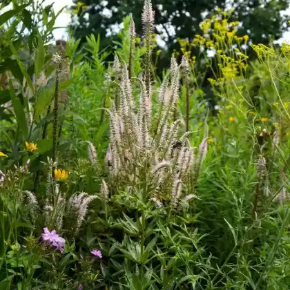 Foto von Kandelaber-Ehrenpreis 'Erika' (Veronicastrum virginicum 'Erika')