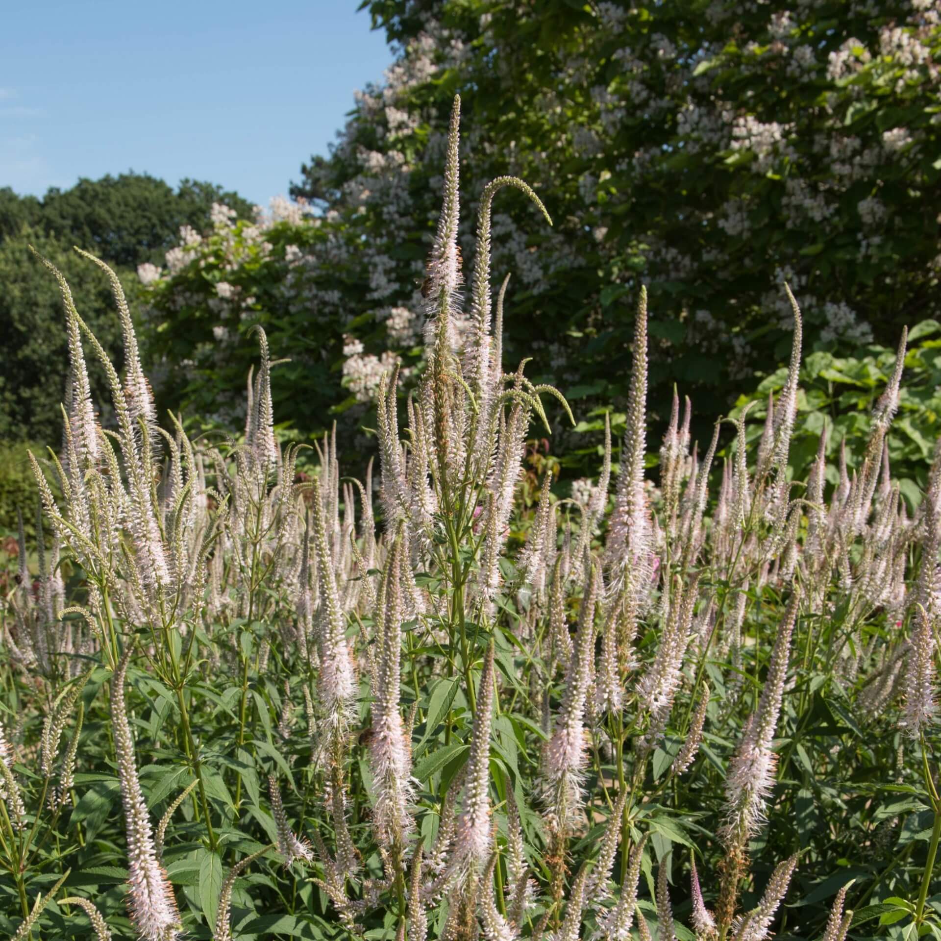 Kandelaber-Ehrenpreis 'Pink Glow' (Veronicastrum virginicum 'Pink Glow')