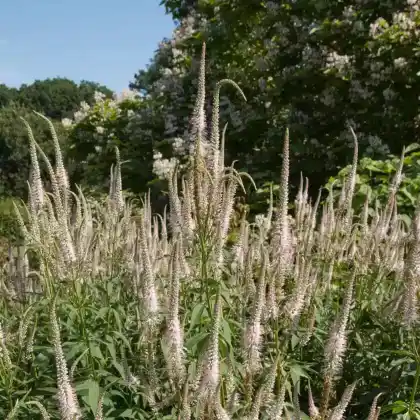 Foto von Kandelaber-Ehrenpreis 'Pink Glow' (Veronicastrum virginicum 'Pink Glow')