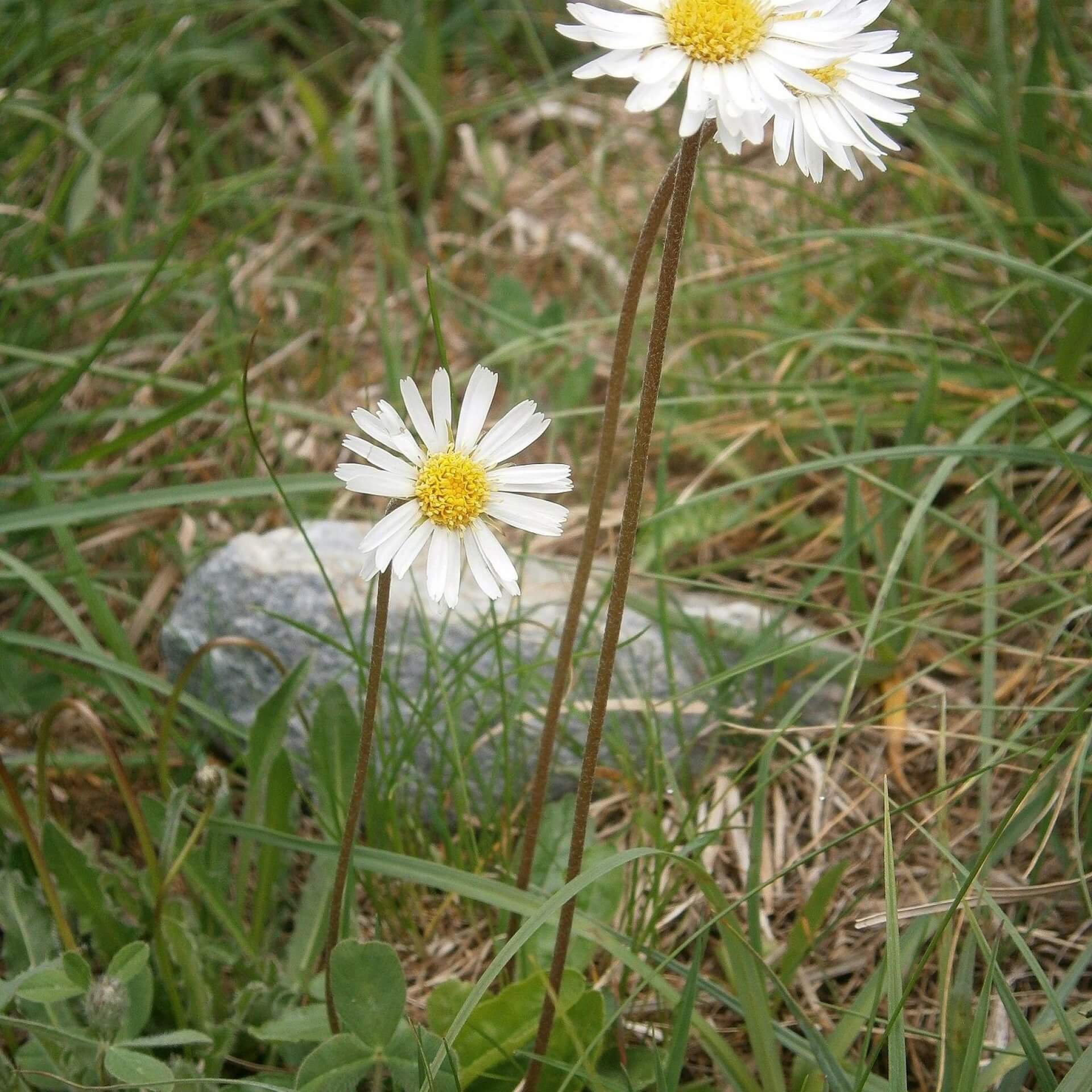 Alpenmaßlieb (Aster bellidiastrum)