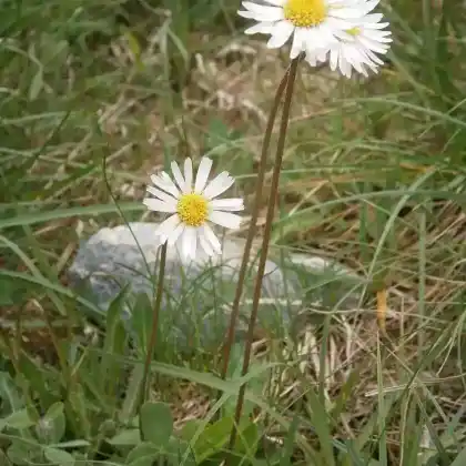 Foto von Alpenmaßlieb (Aster bellidiastrum)