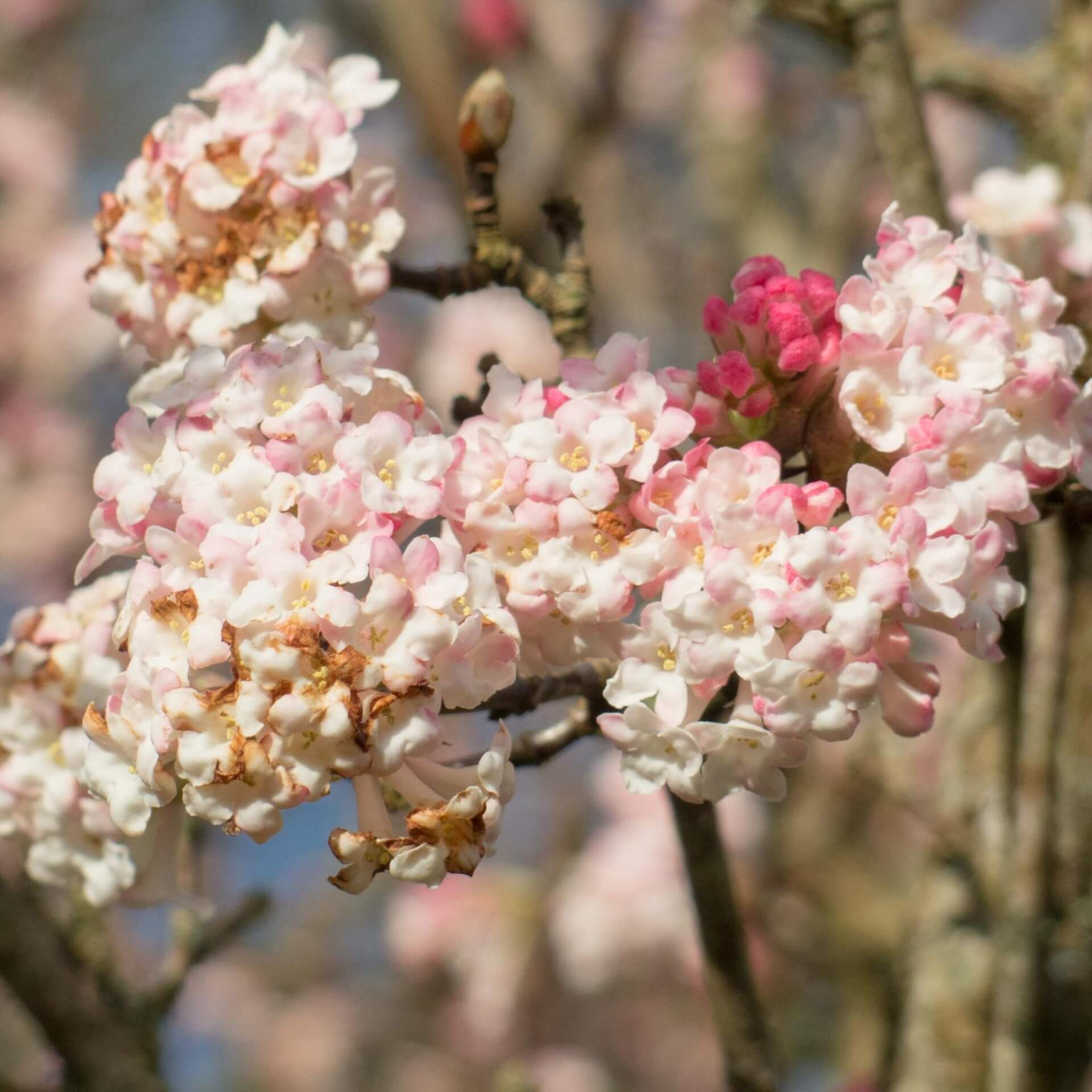 Winterschneeball 'Charles Lamont' (Viburnum x bodnantense 'Charles Lamont')