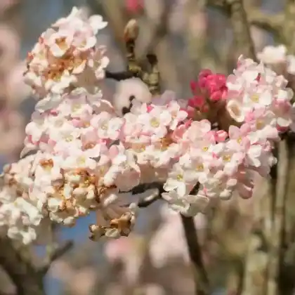 Foto von Winterschneeball 'Charles Lamont' (Viburnum x bodnantense 'Charles Lamont')