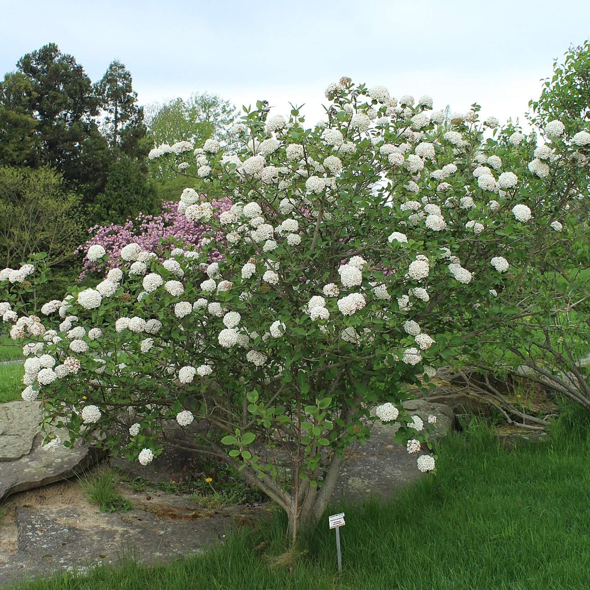 Großblumiger Duftschneeball (Viburnum carlcephalum)