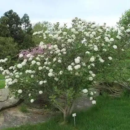 Foto von Großblumiger Duftschneeball (Viburnum carlcephalum)