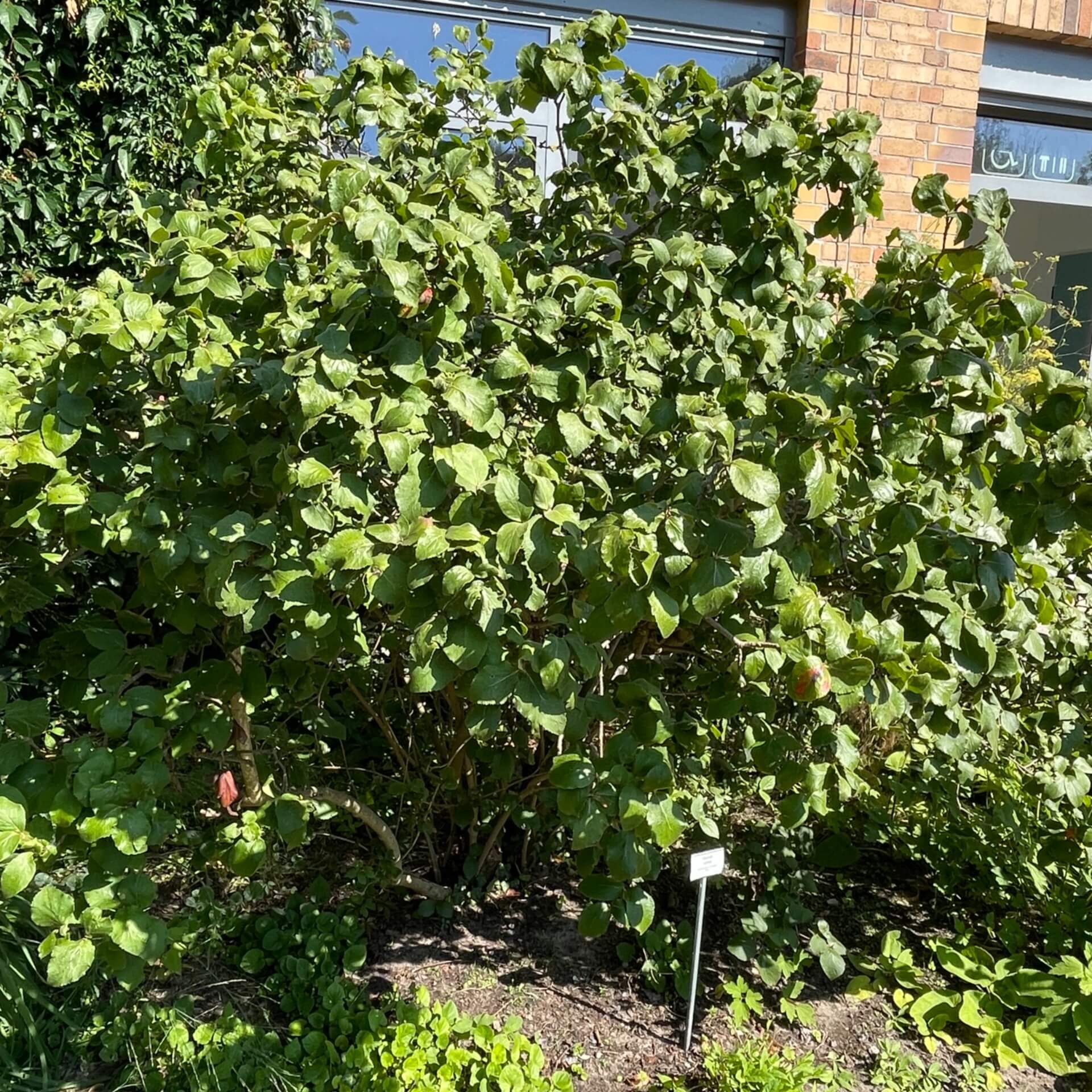 Koreanischer Schneeball (Viburnum carlesii)