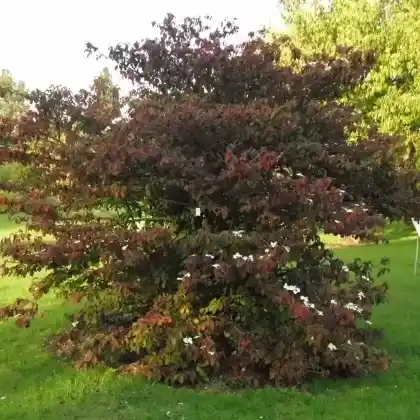 Foto von Davids Schneeball (Viburnum davidii)