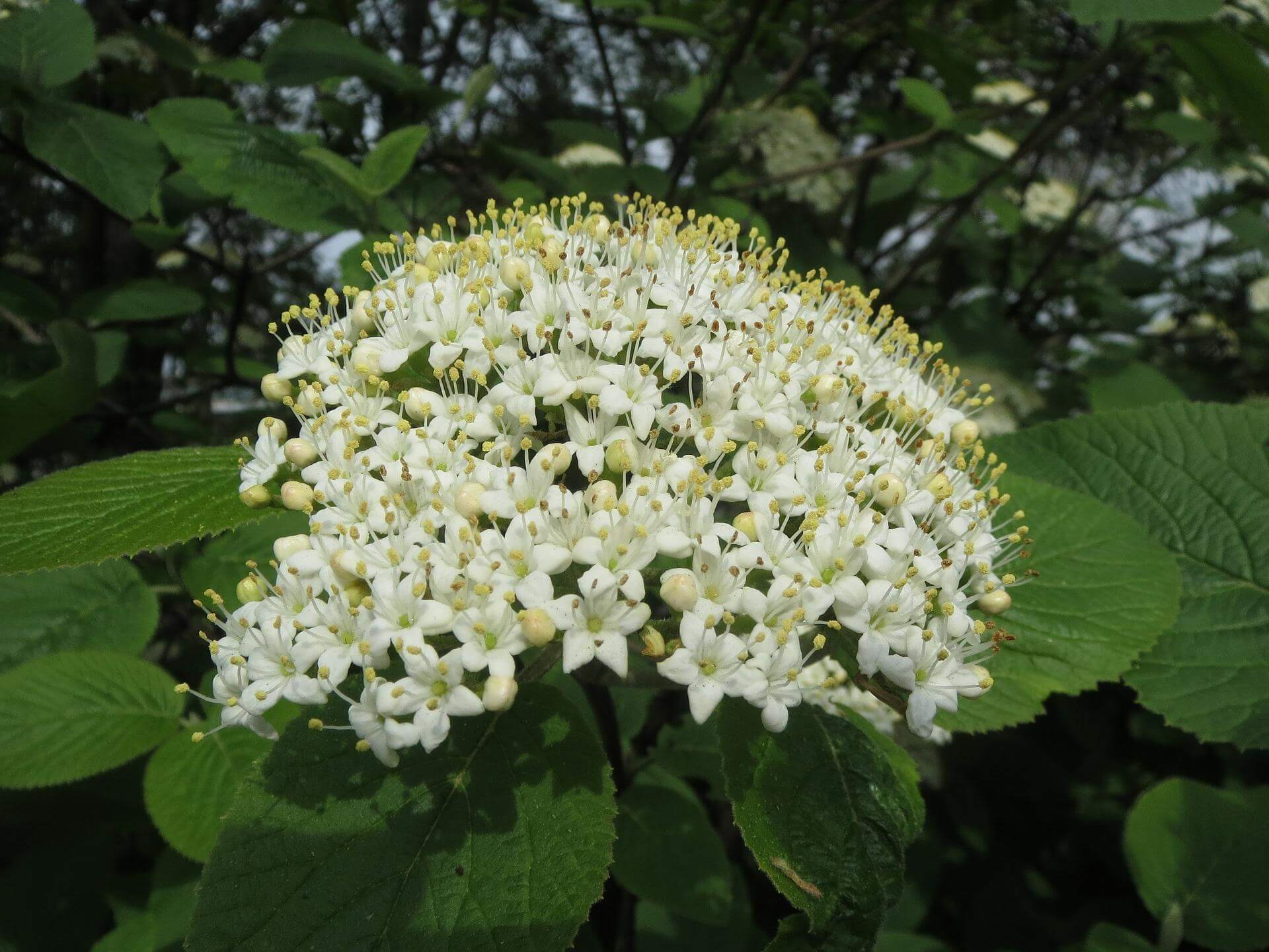 Wolliger Schneeball / Viburnum lantana
