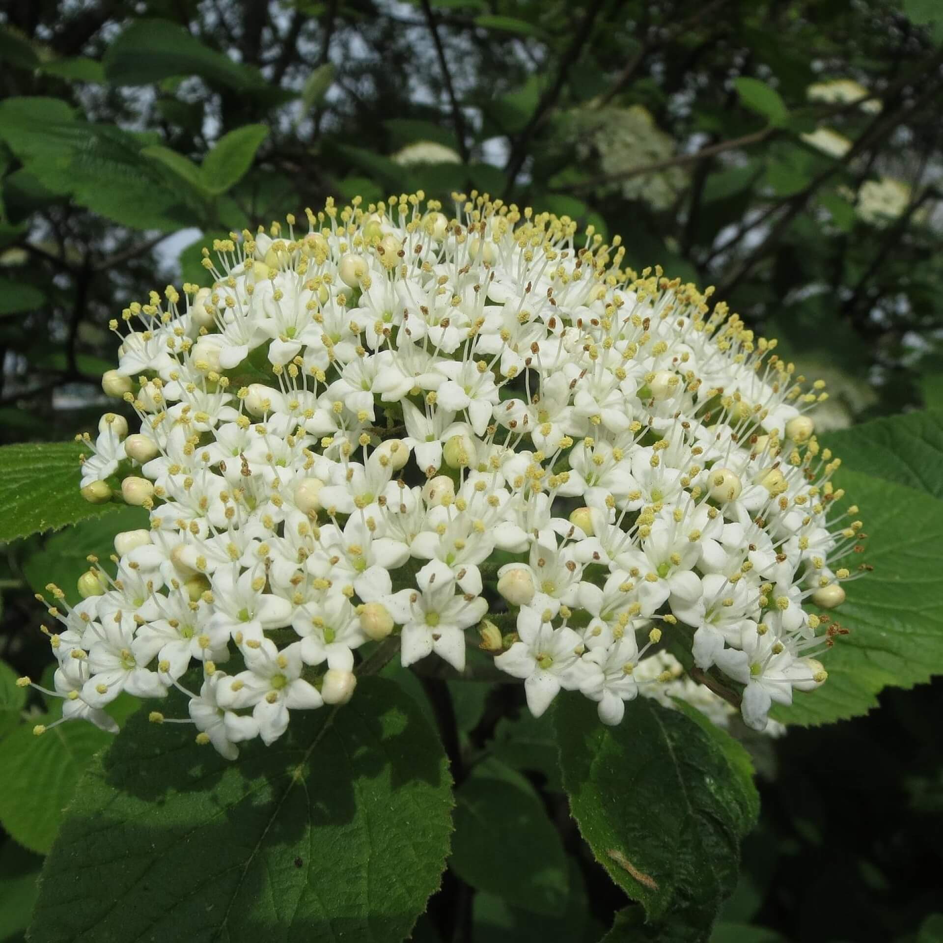 Wolliger Schneeball (Viburnum lantana)