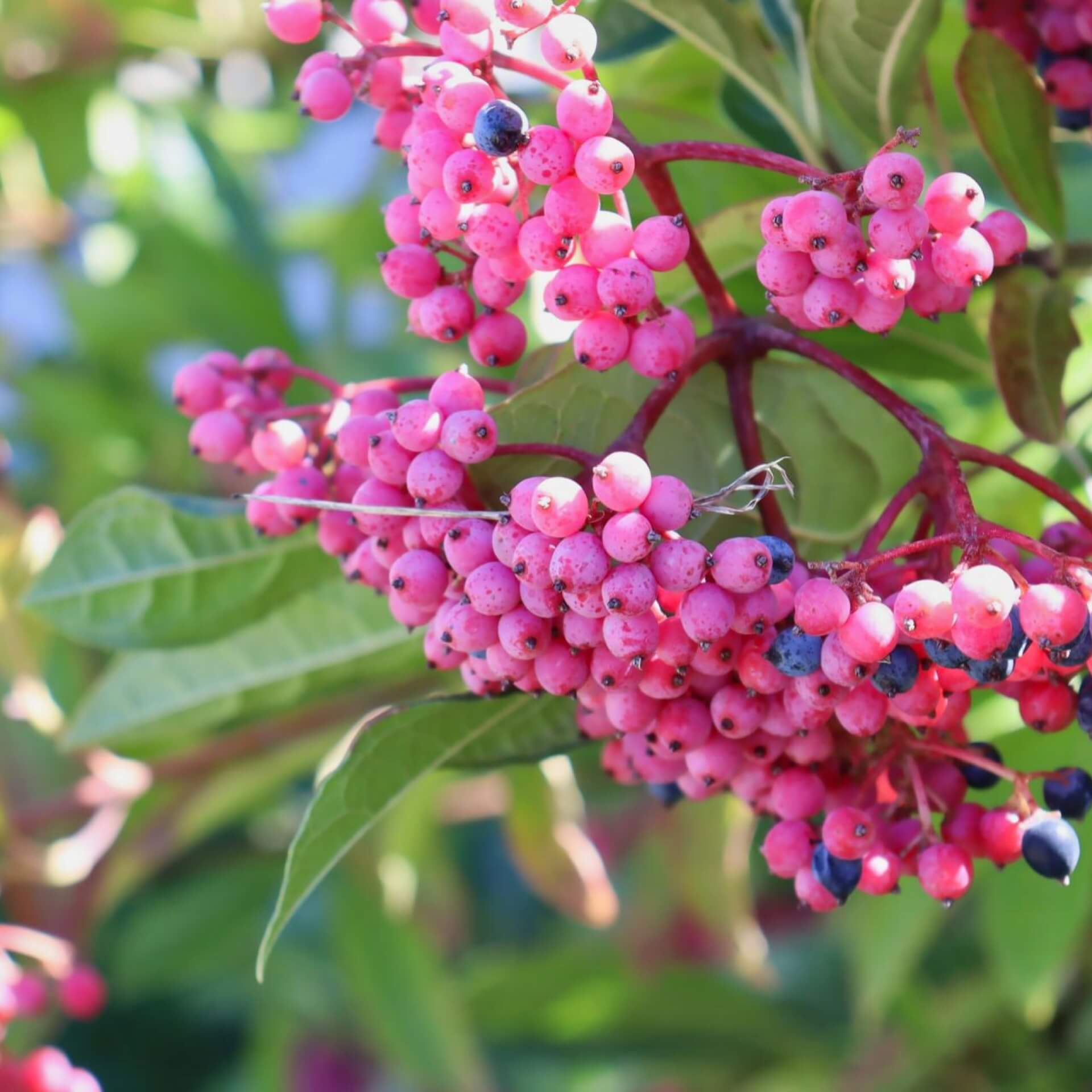 Possumhaw Viburnum (Viburnum nudum)