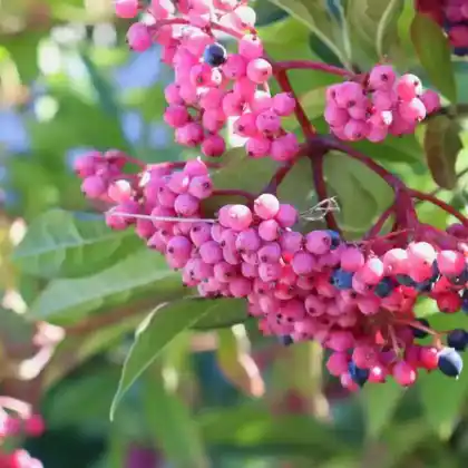 Foto von Possumhaw Viburnum (Viburnum nudum)