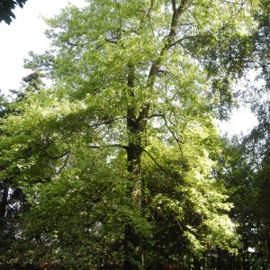 Acer pseudoplatanus 'Leopoldii'