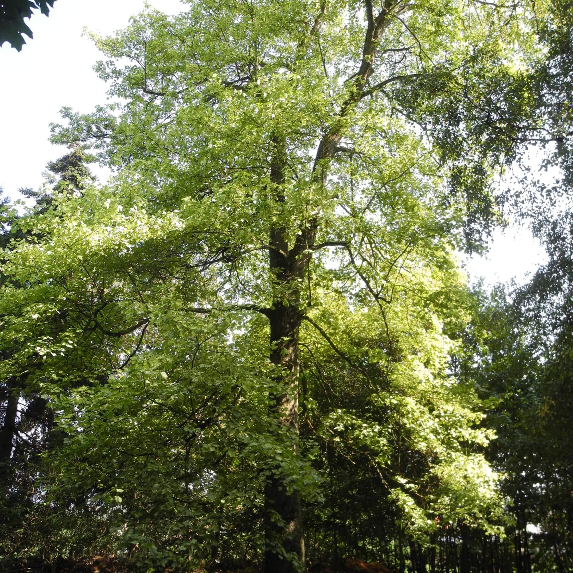 Berg-Ahorn 'Leopoldii' (Acer pseudoplatanus 'Leopoldii')