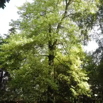 Foto von Berg-Ahorn 'Leopoldii' (Acer pseudoplatanus 'Leopoldii')