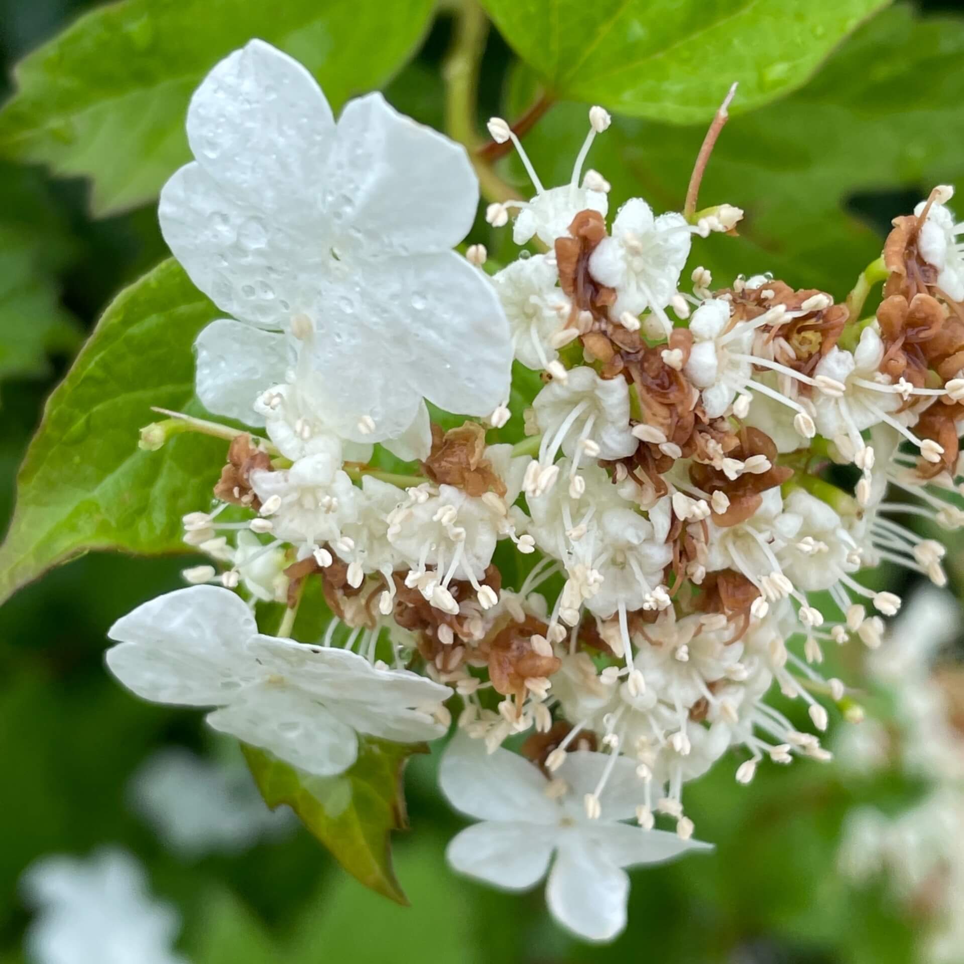 Gemeiner Schneeball (Viburnum opulus)