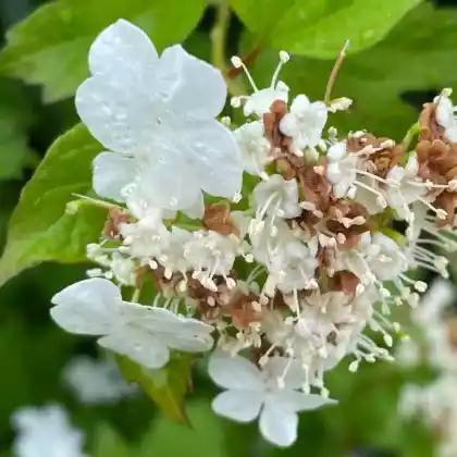 Foto von Gemeiner Schneeball (Viburnum opulus)