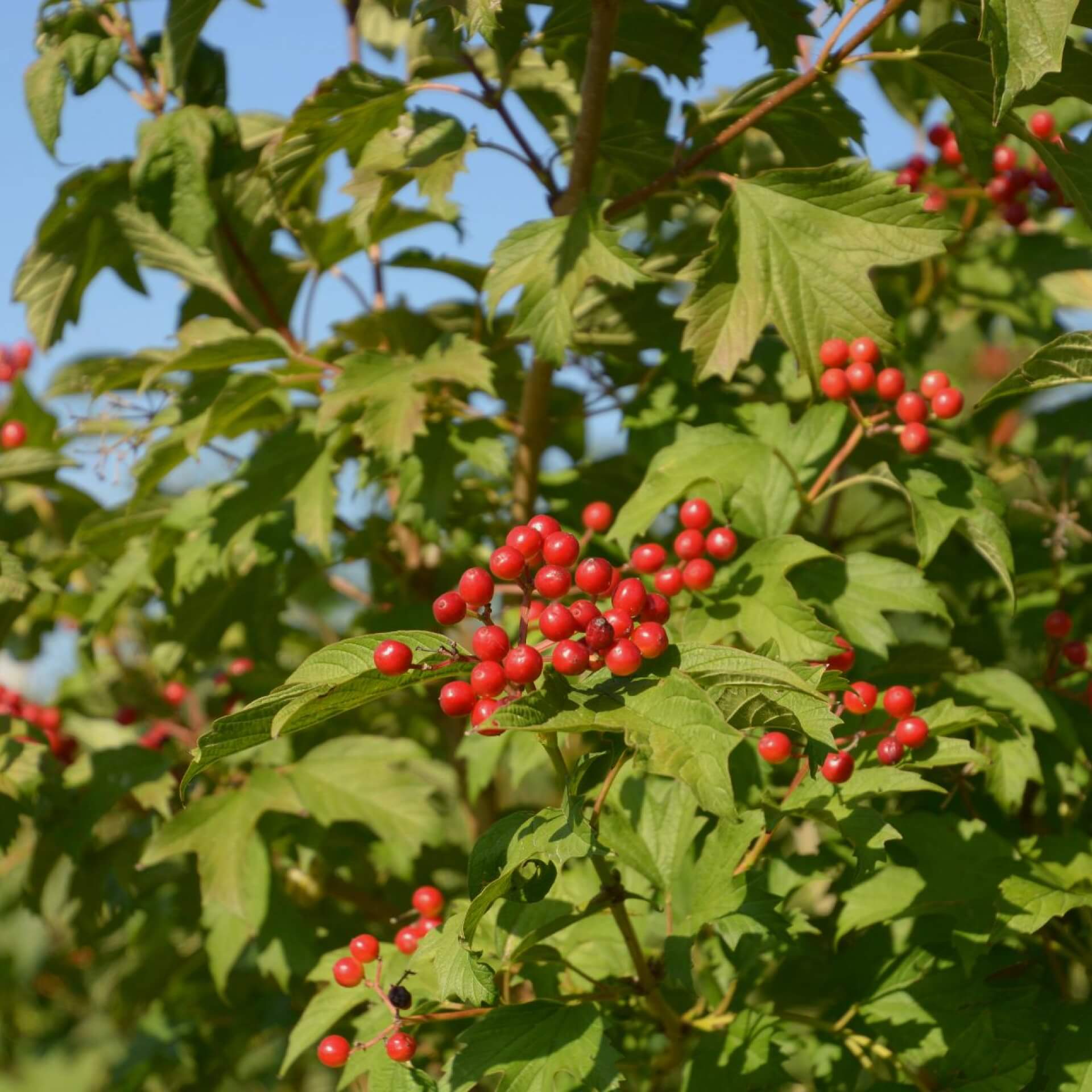 Zwergschneeball 'Compactum' (Viburnum opulus 'Compactum')