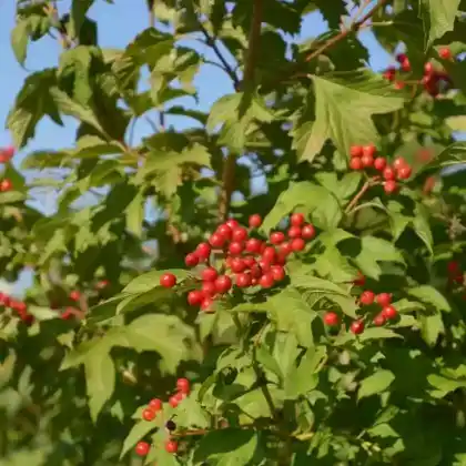 Foto von Zwergschneeball 'Compactum' (Viburnum opulus 'Compactum')