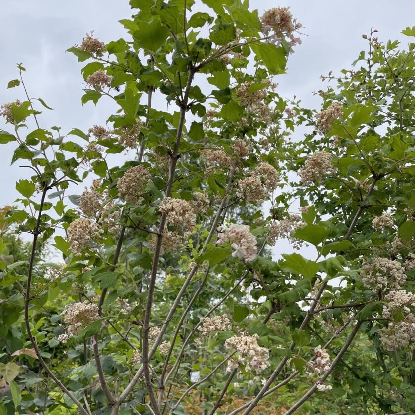 Gefüllter Schneeball 'Roseum' / Viburnum opulus 'Roseum'