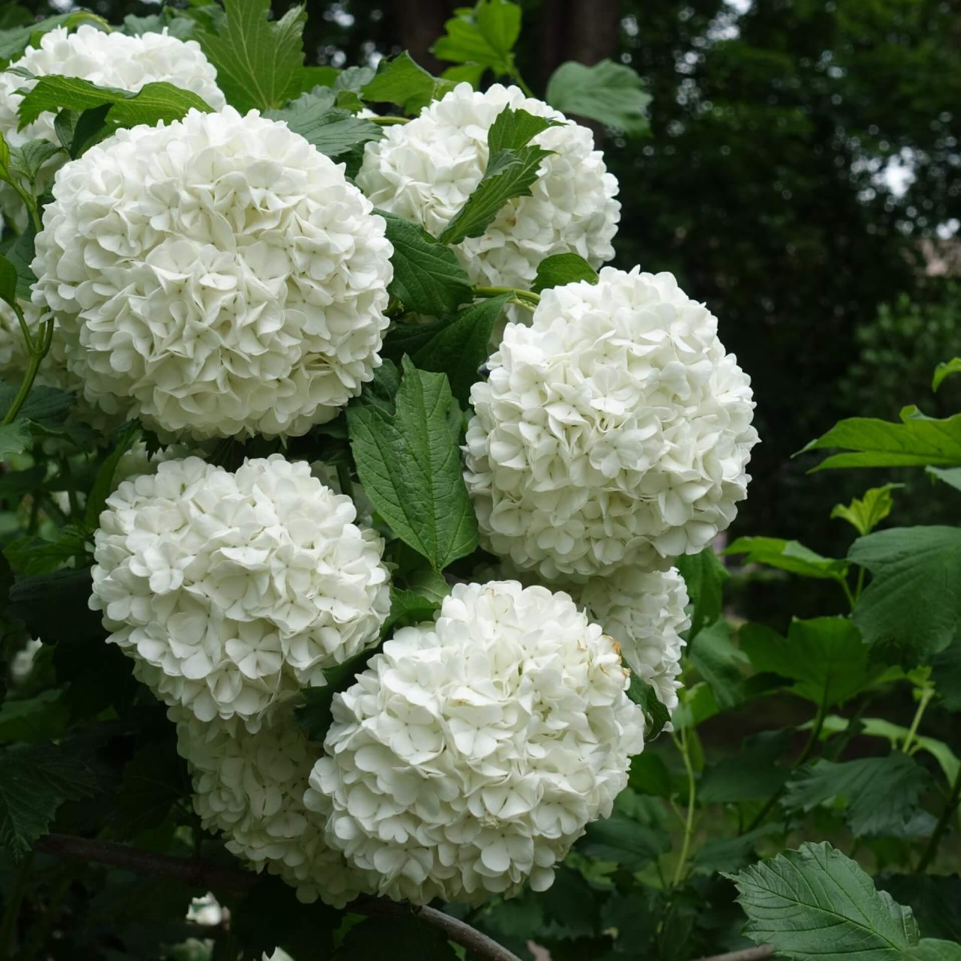 Gefüllter Schneeball 'Roseum' (Viburnum opulus 'Roseum')