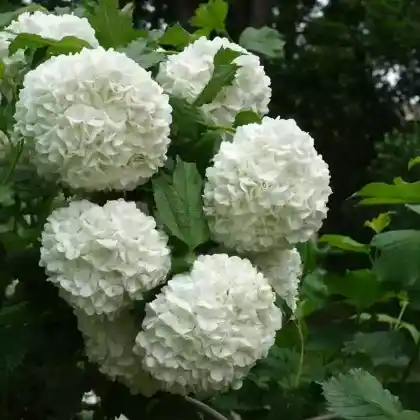 Foto von Gefüllter Schneeball 'Roseum' (Viburnum opulus 'Roseum')