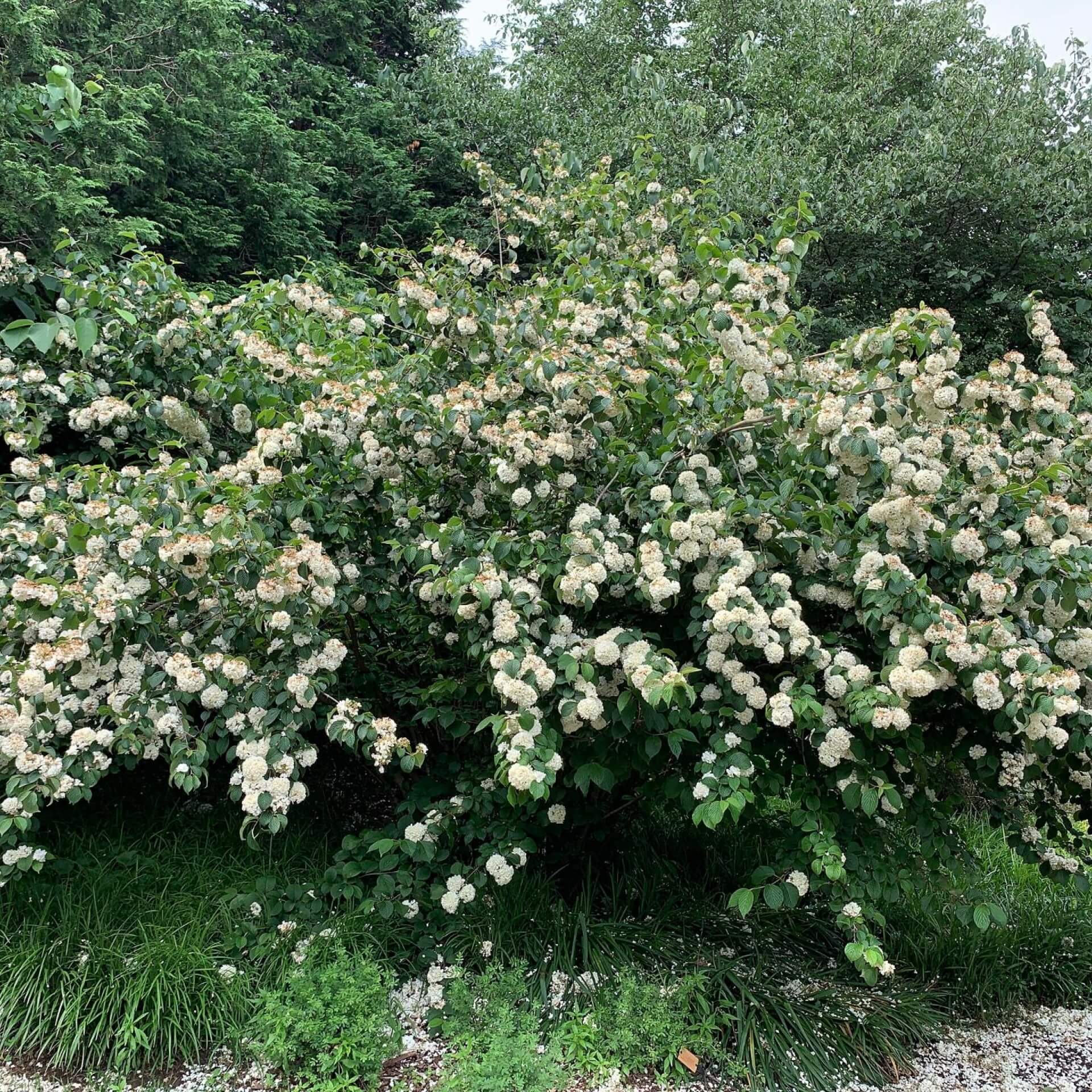 Japanischer Schneeball (Viburnum plicatum)