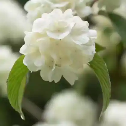 Foto von Gefüllter Japanischer Schneeball (Viburnum plicatum f. sterile)