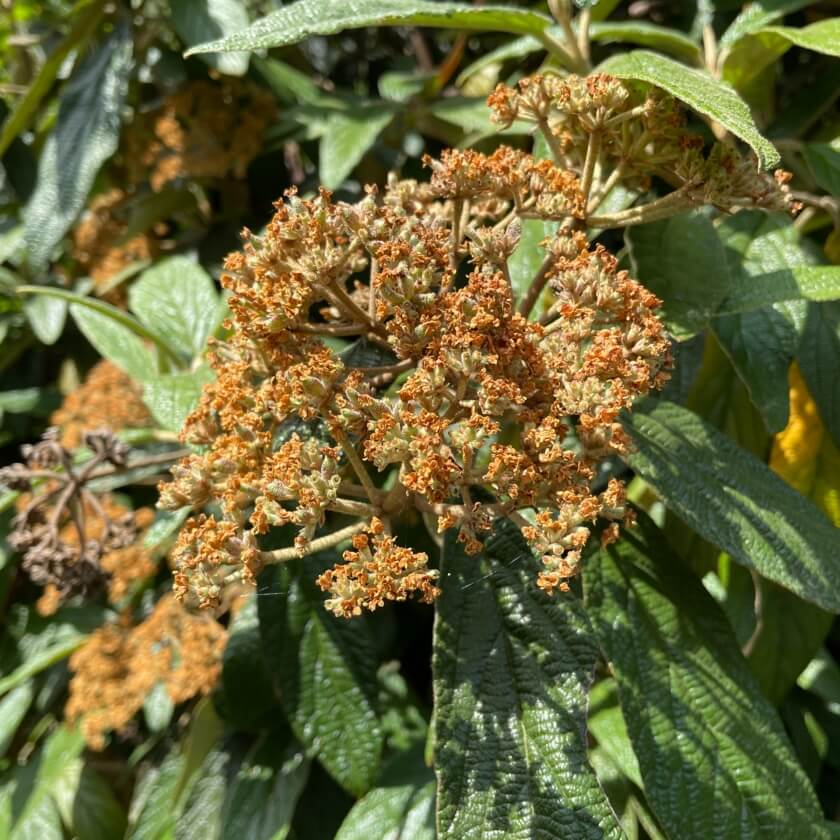 Runzelblättriger Schneeball / Viburnum rhytidophyllum