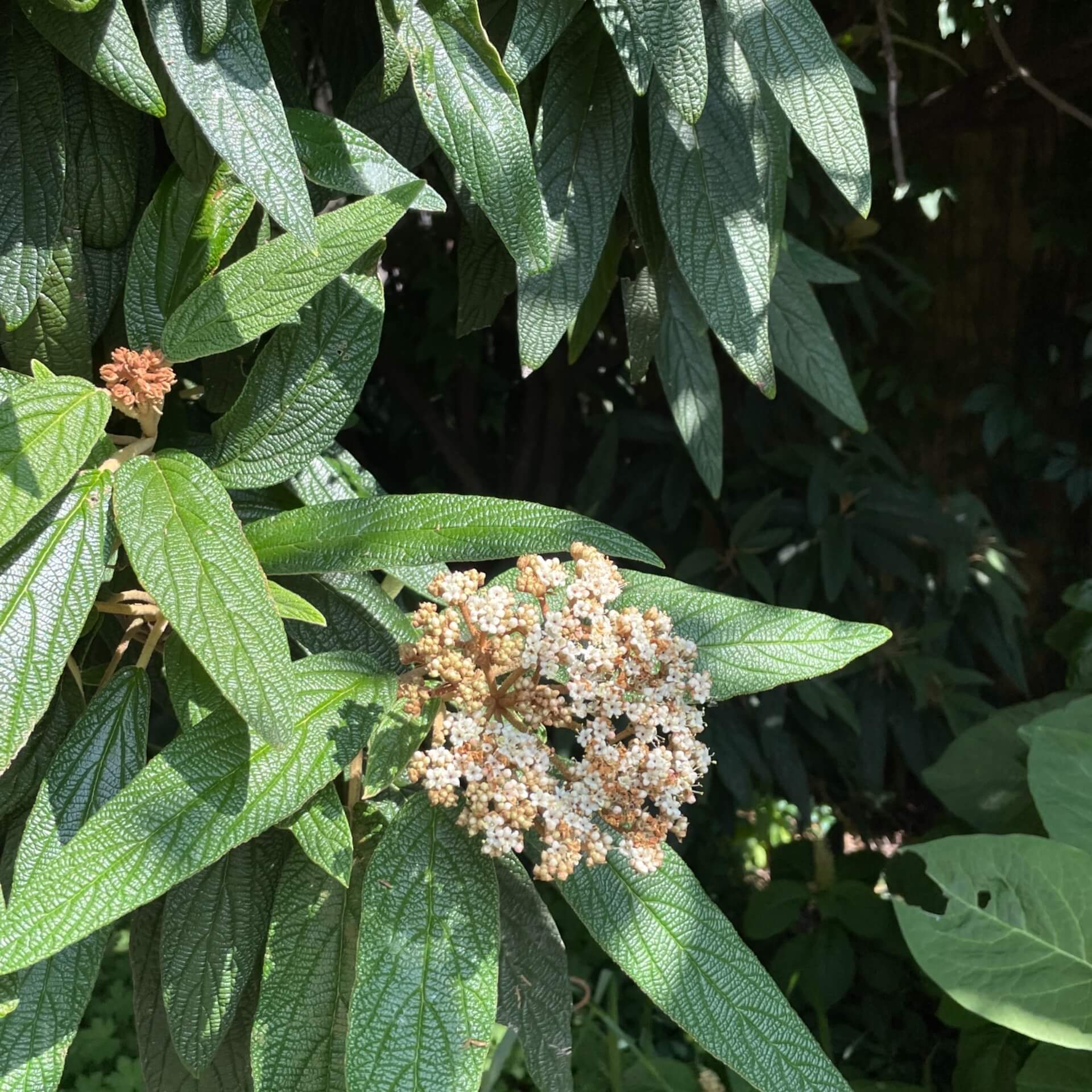 Runzelblättriger Schneeball (Viburnum rhytidophyllum)