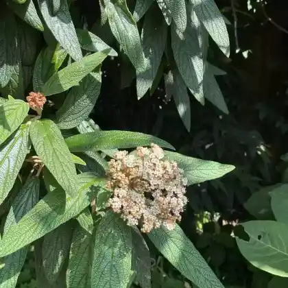 Foto von Runzelblättriger Schneeball (Viburnum rhytidophyllum)