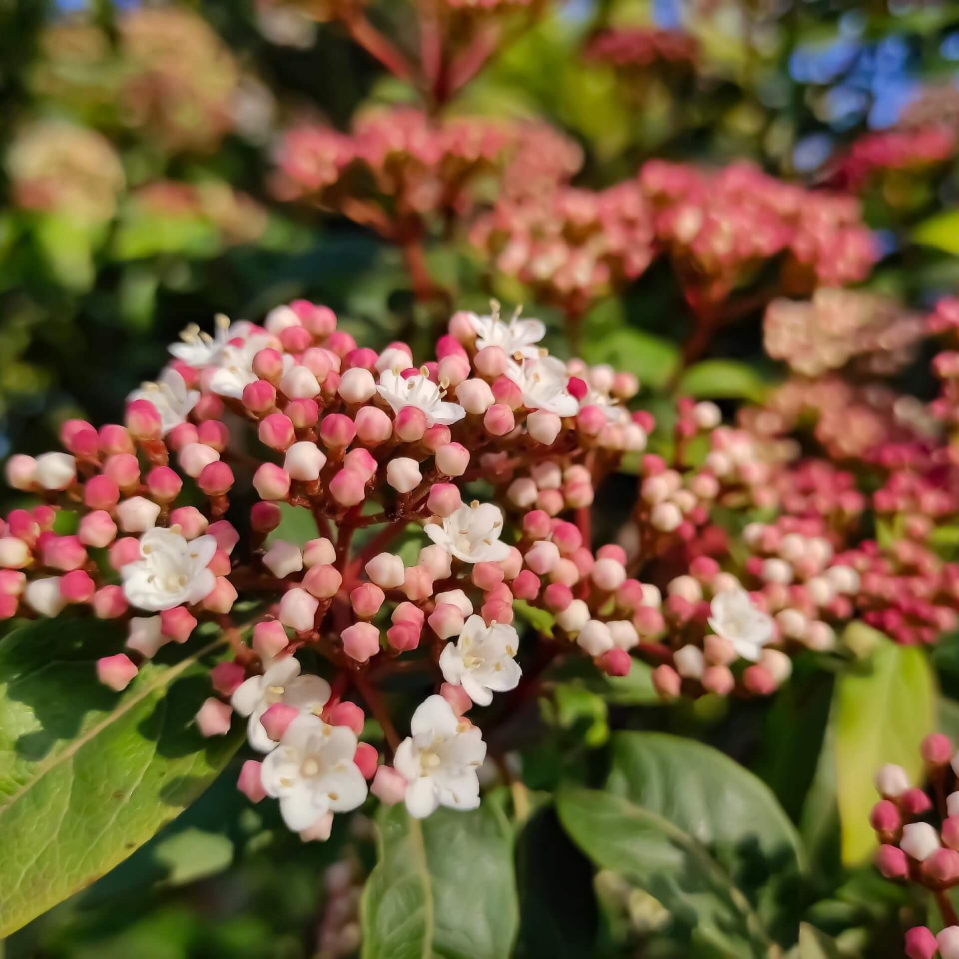 Lorbeerblättriger Schneeball (Viburnum tinus)