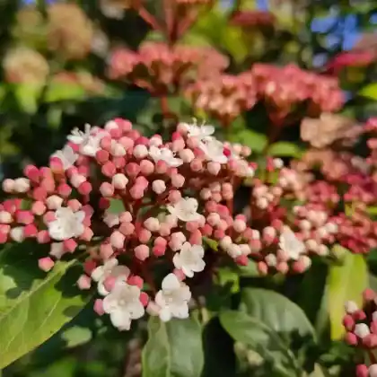 Foto von Lorbeerblättriger Schneeball (Viburnum tinus)