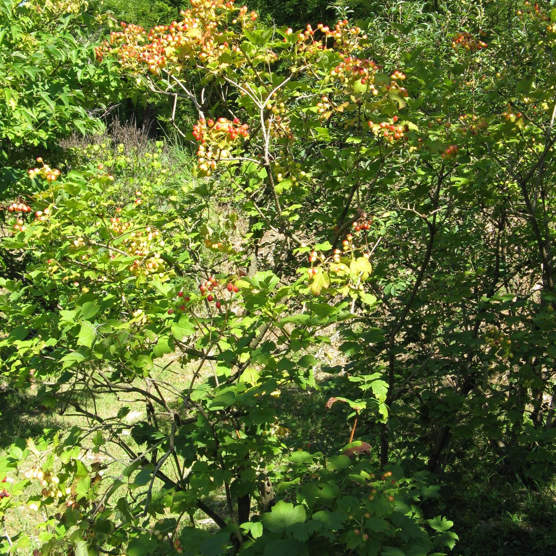 Amerikanischer Schneeball (Viburnum trilobum)