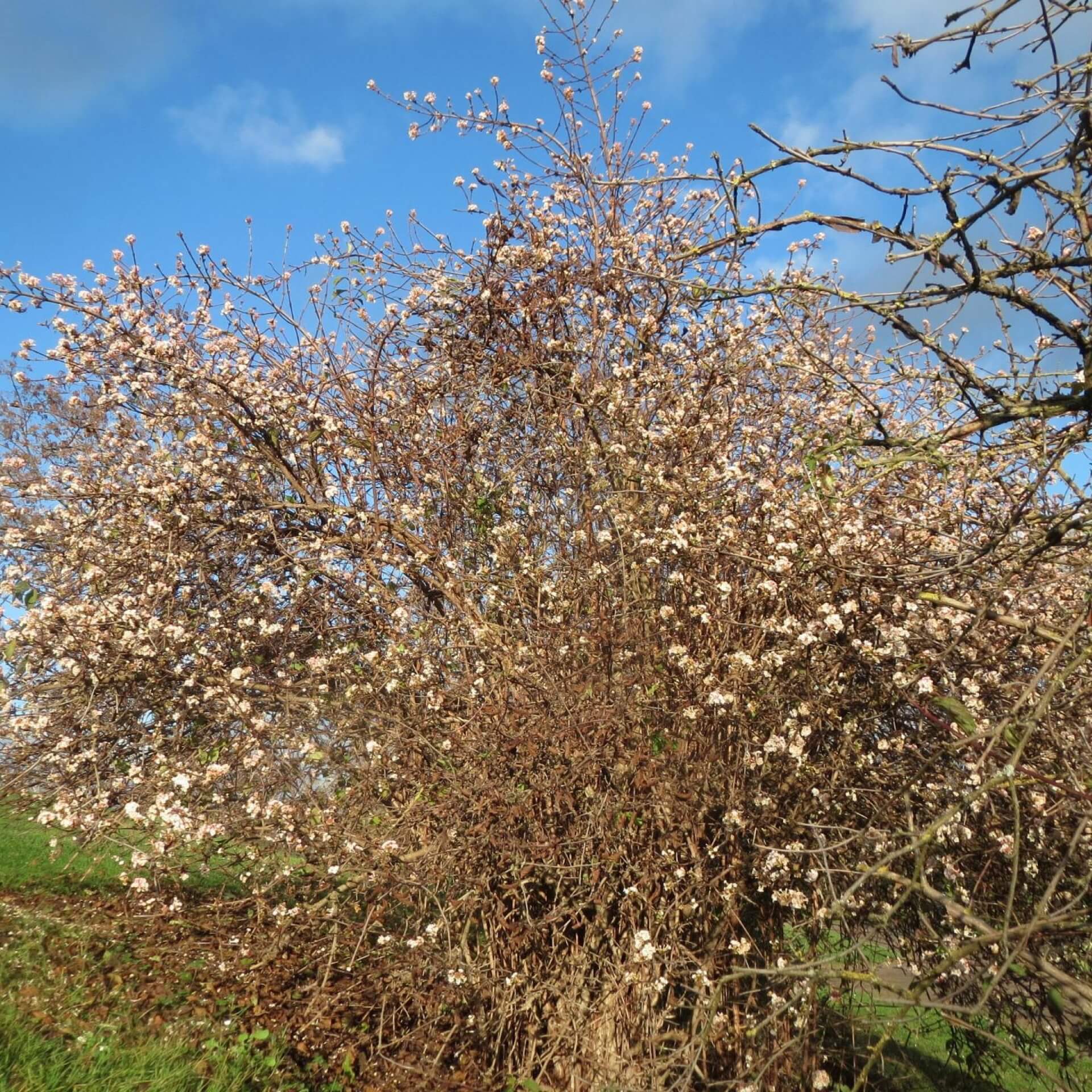 Bodnant-Schneeball (Viburnum x bodnantense)