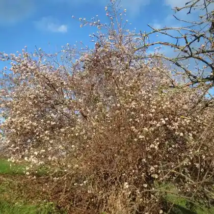 Foto von Bodnant-Schneeball (Viburnum x bodnantense)