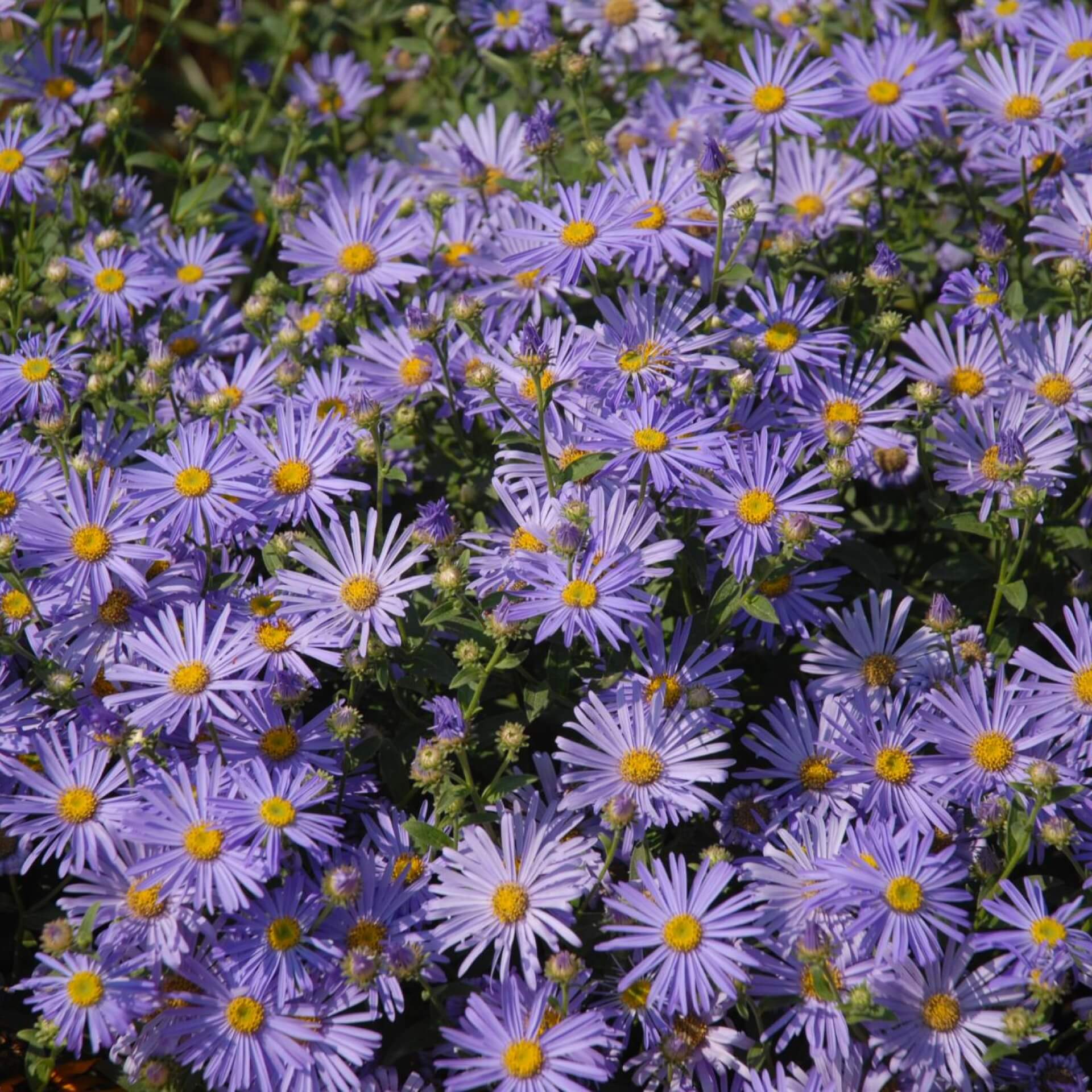 Schleier-Aster 'Little Carlow' (Aster cordifolius 'Little Carlow')