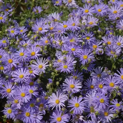 Foto von Schleier-Aster 'Little Carlow' (Aster cordifolius 'Little Carlow')