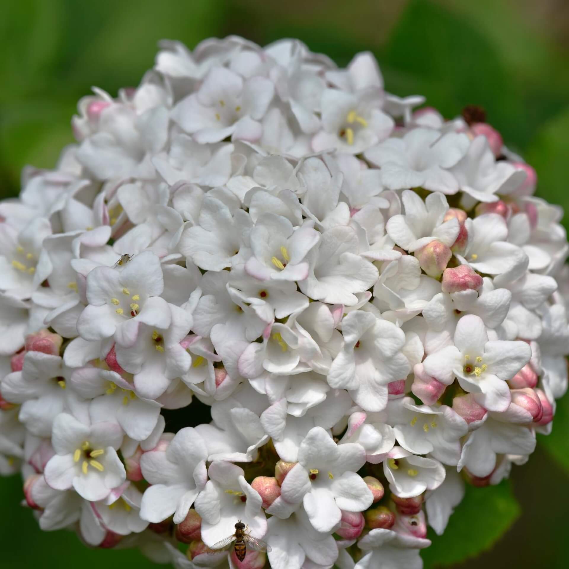 Großblumiger Duft-Schneeball (Viburnum x carlcephalum)