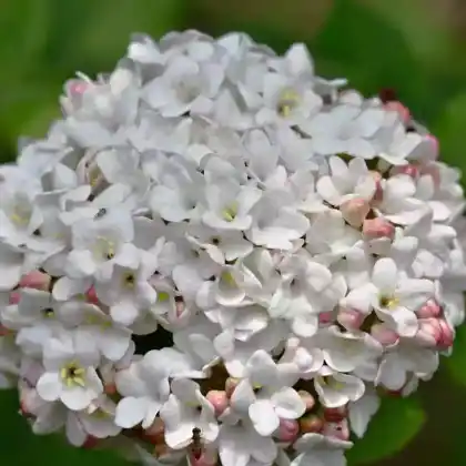 Foto von Großblumiger Duft-Schneeball (Viburnum x carlcephalum)
