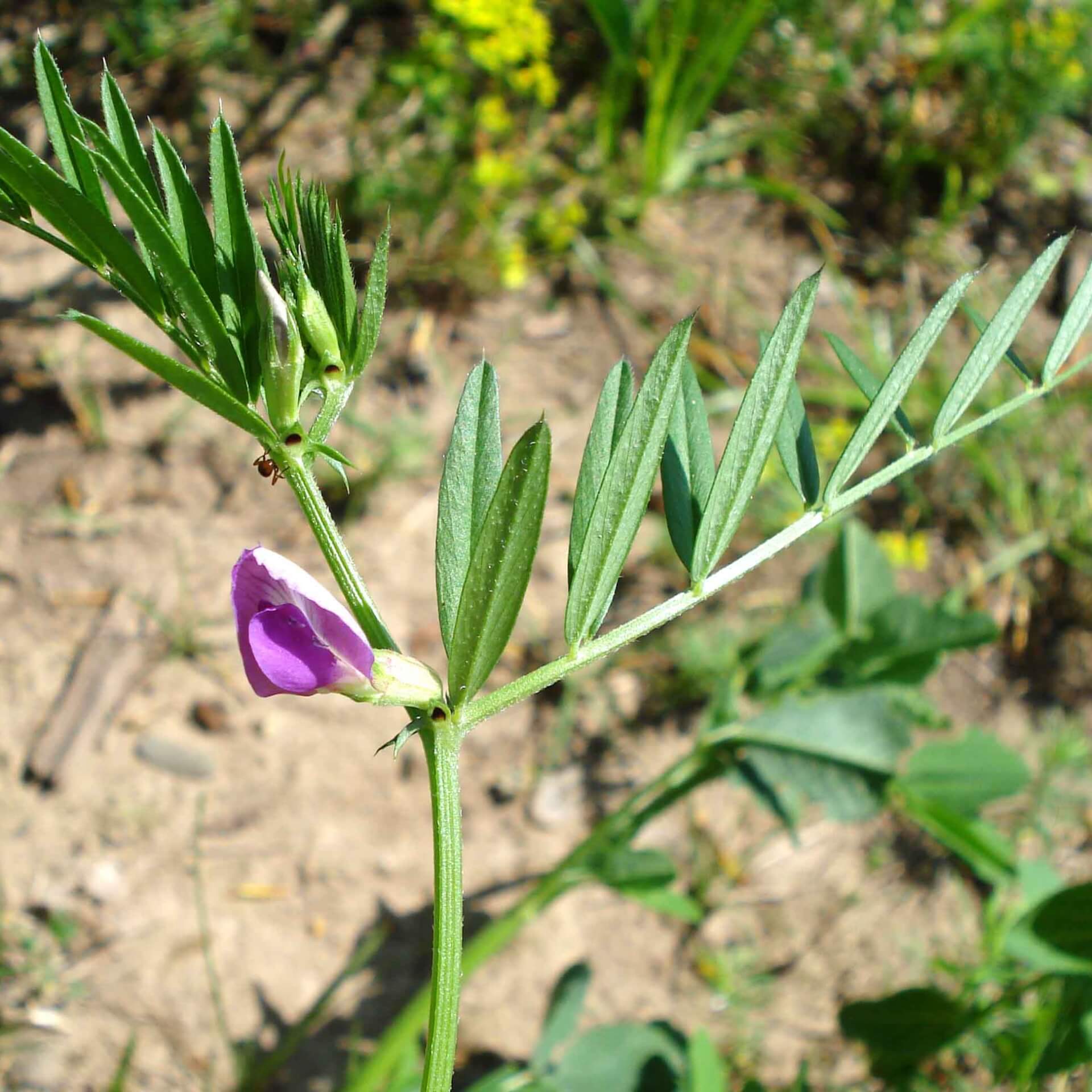 Schmalblättrige Wicke (Vicia angustifolia)