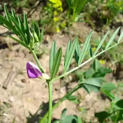 Foto von Schmalblättrige Wicke (Vicia angustifolia)