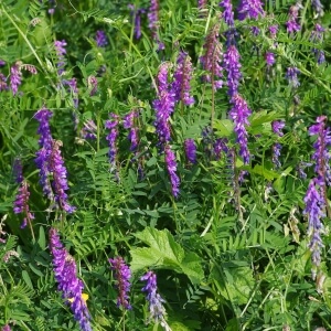 Vicia cracca