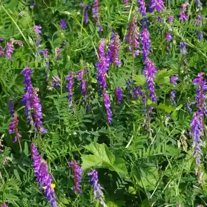 Foto von Vogel-Wicke (Vicia cracca)