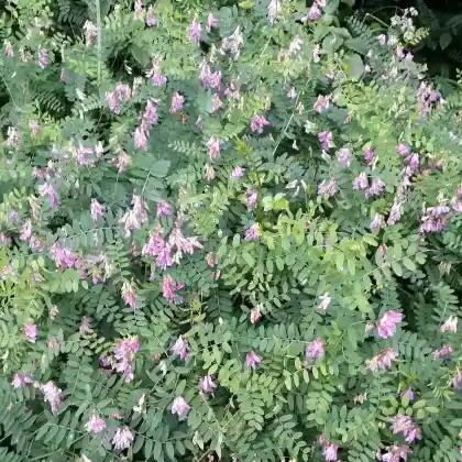 Foto von Hecken-Wicke (Vicia dumetorum)