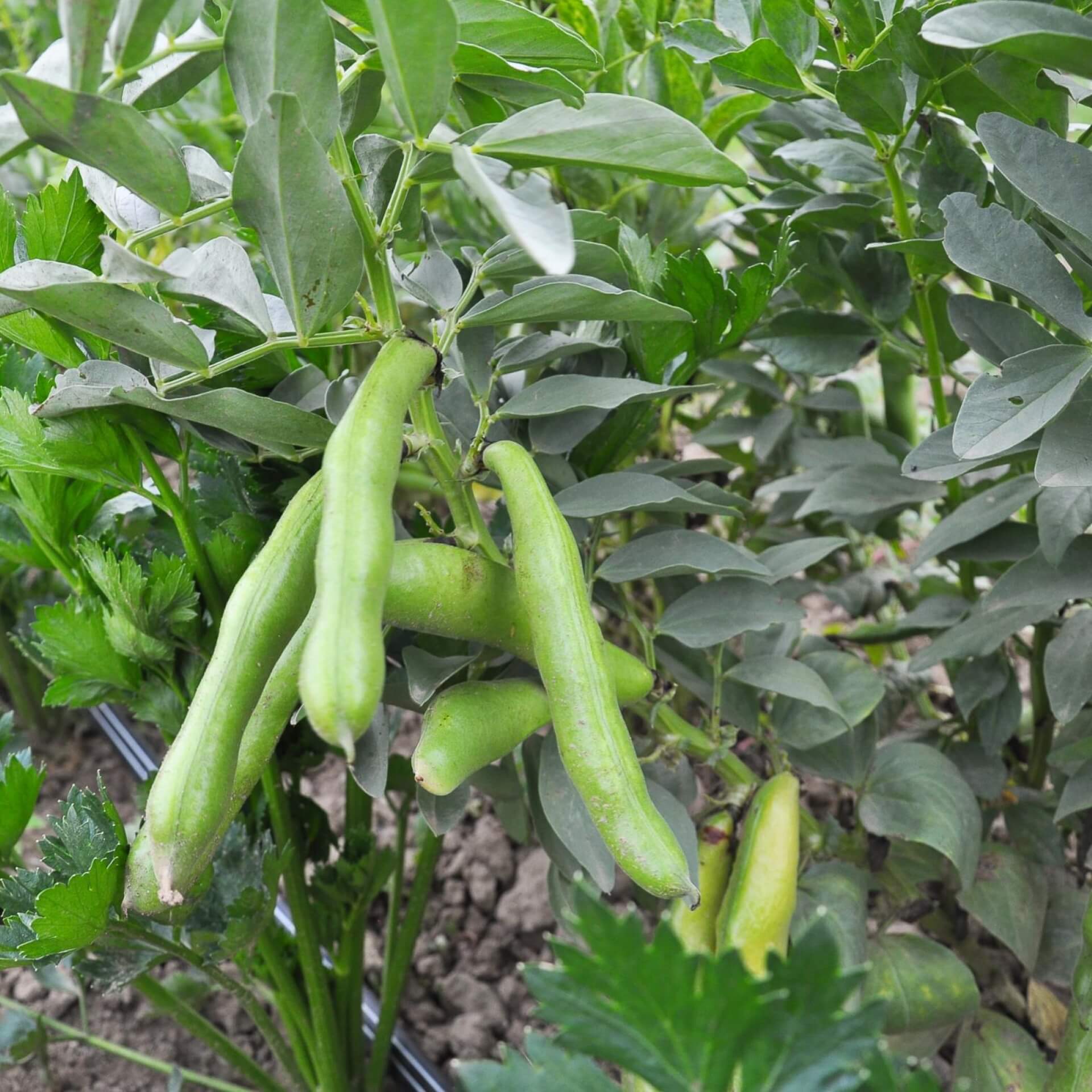 Ackerbohne (Vicia faba)