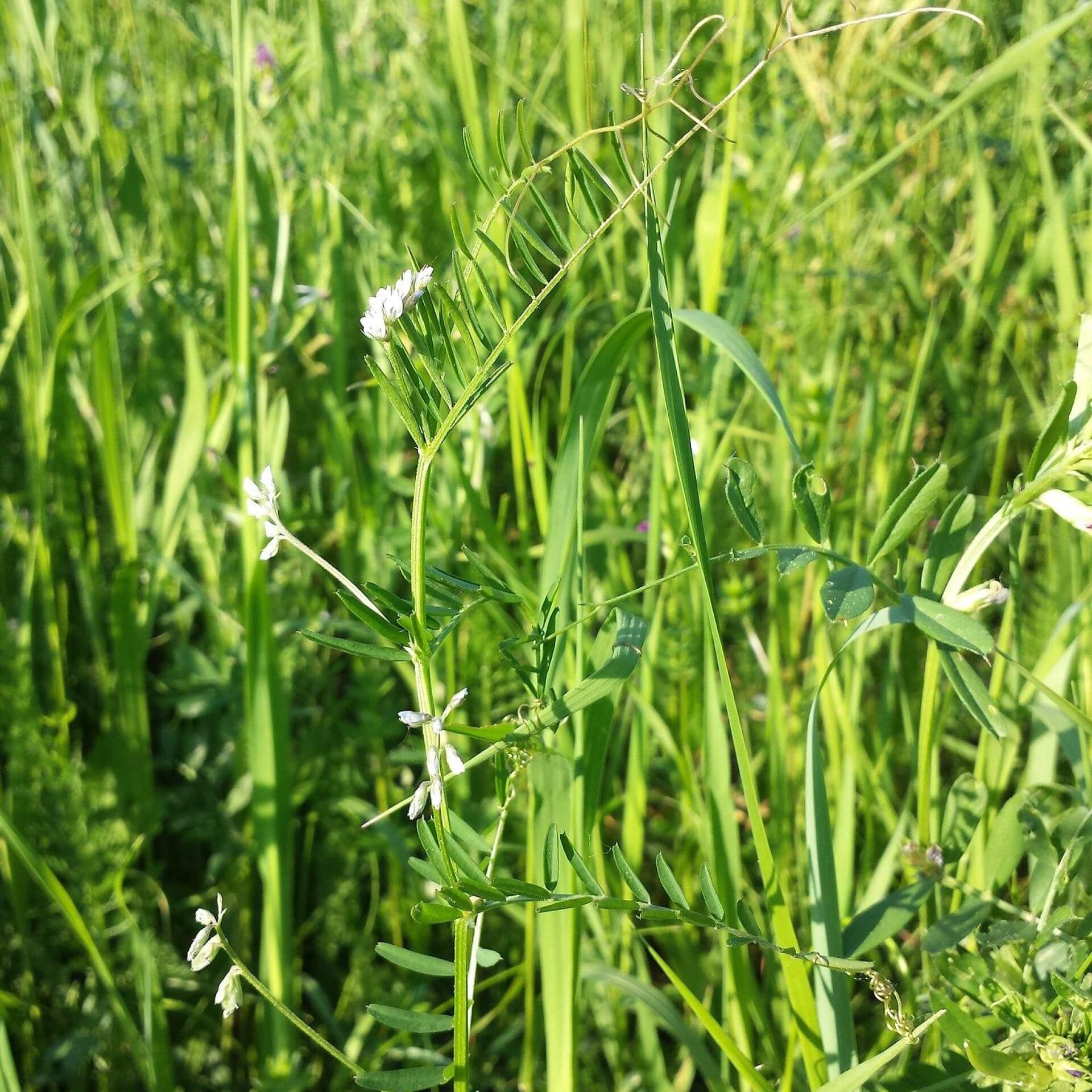 Rauhaarige Wicke (Vicia hirsuta)