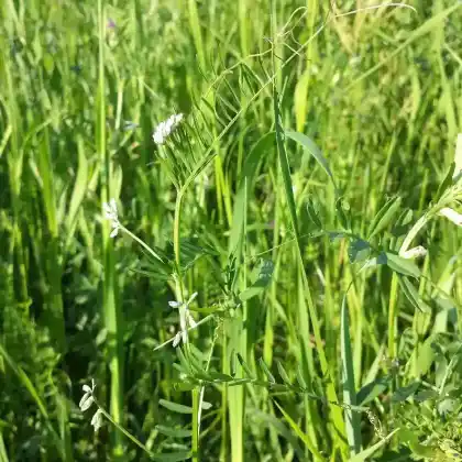 Foto von Rauhaarige Wicke (Vicia hirsuta)