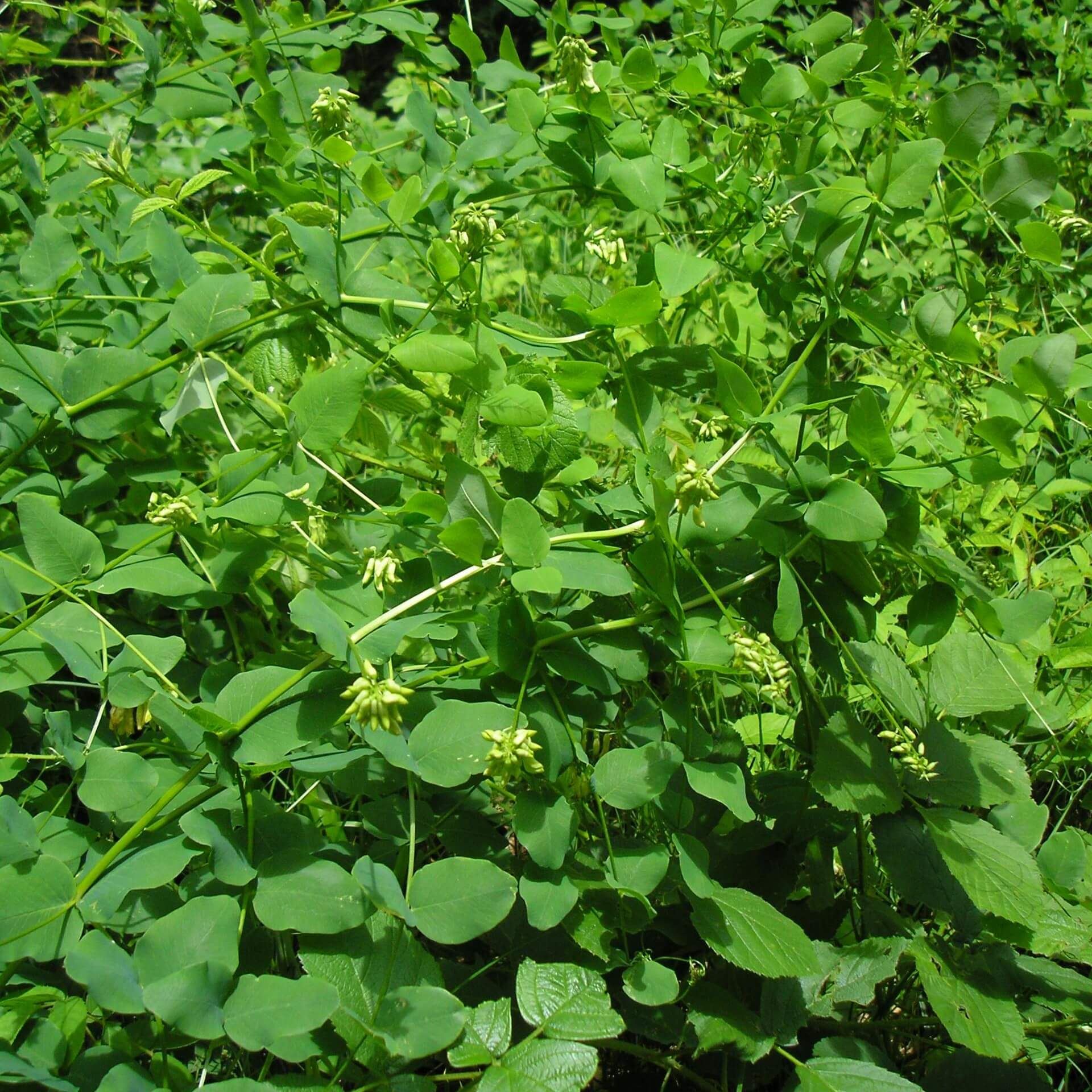 Erbsen-Wicke (Vicia pisiformis)