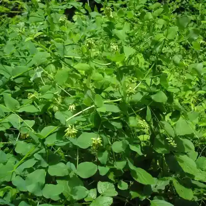 Foto von Erbsen-Wicke (Vicia pisiformis)
